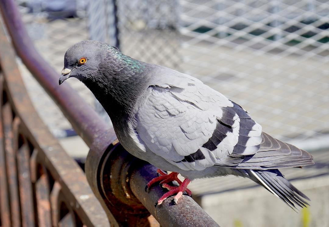 Pigeon Pest Control