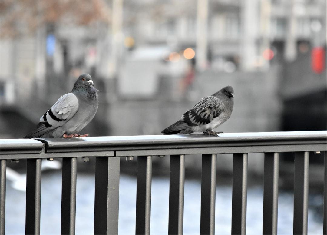 Bird Pest Control in Dubai